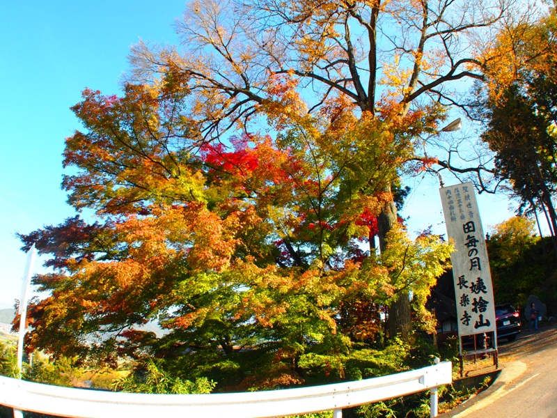 信州千曲市姨捨田毎の月長楽寺紅葉