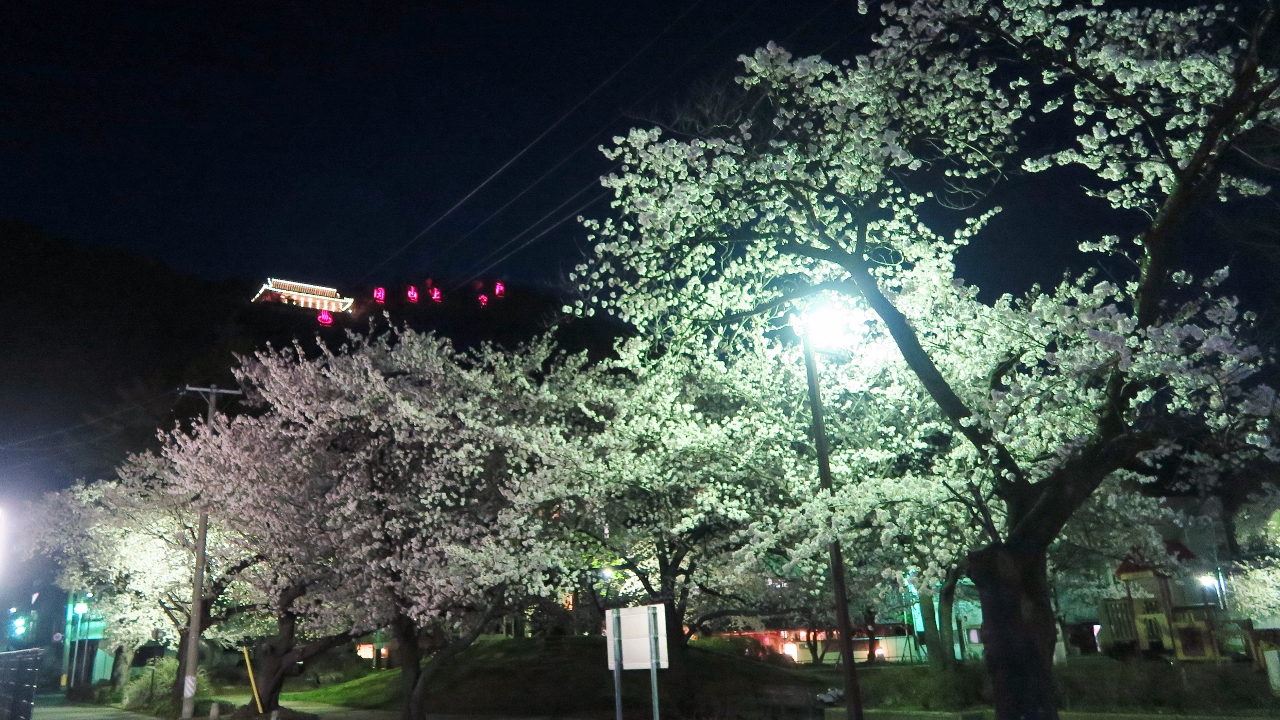 夜桜満開千曲市戸倉上山田温泉中央公園