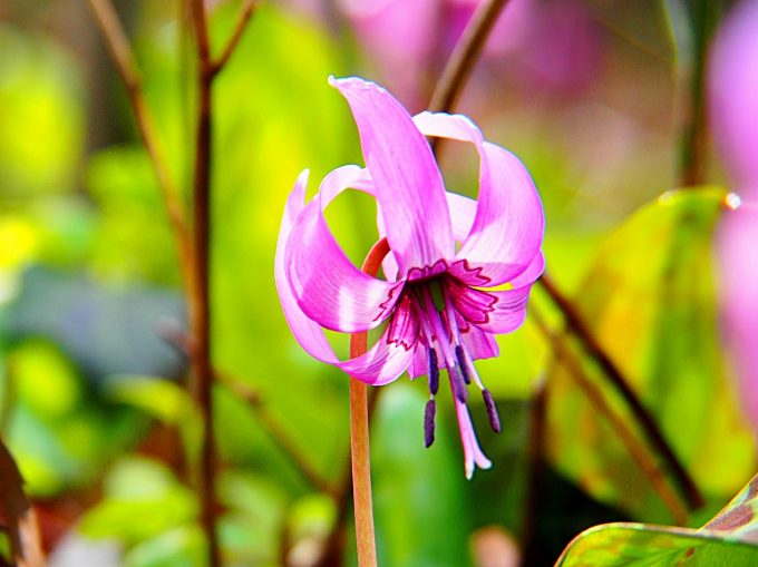 かたくりまつり 千曲市さらしな神社