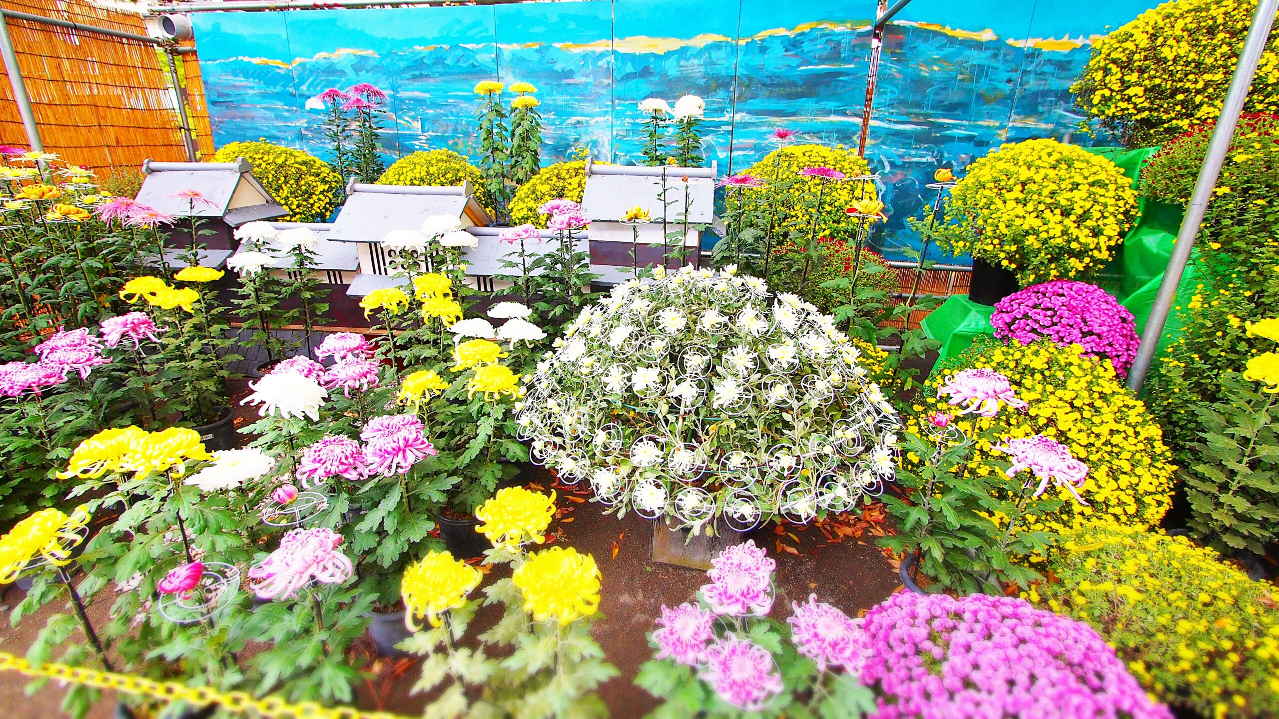 千曲大菊花展武水別神社境内