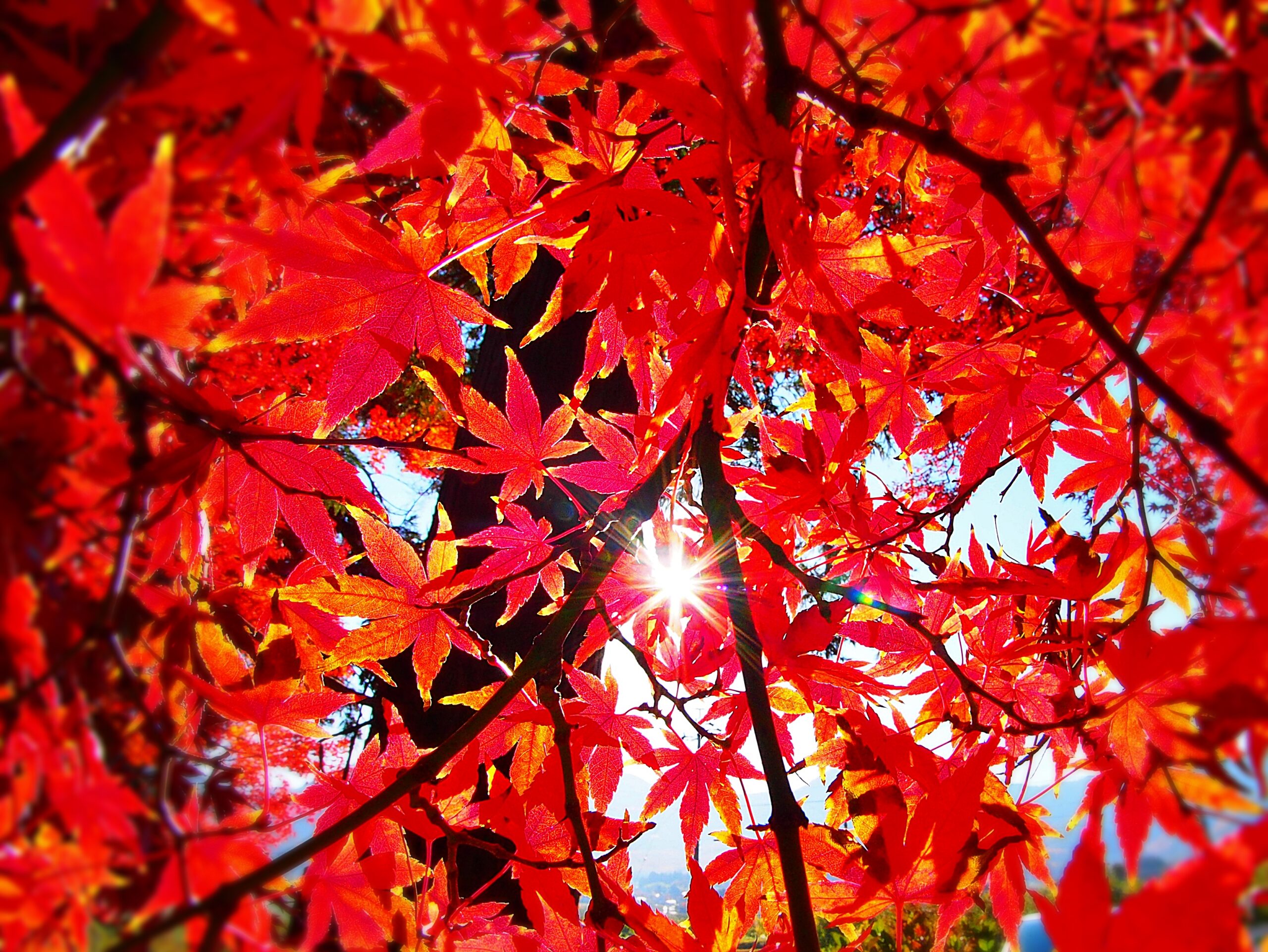 長野県千曲市周辺紅葉狩りスポット