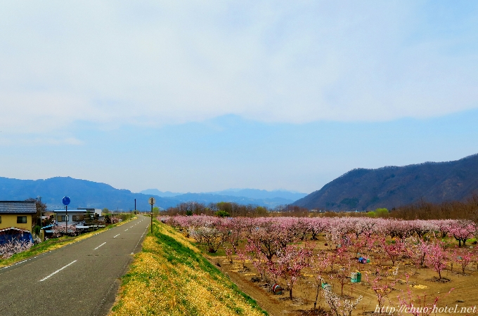 千曲市さらしなあんずの里サイクリングロード
