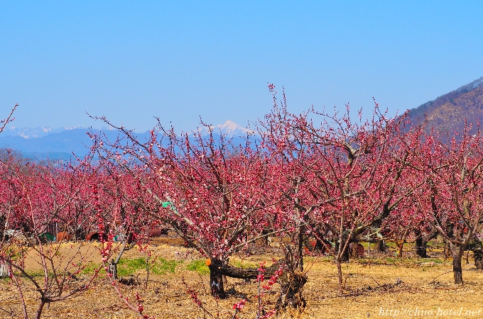 千曲市さらしなあんずの里開花