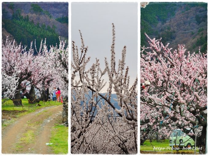 長野県千曲市あんずの里アンズまつり