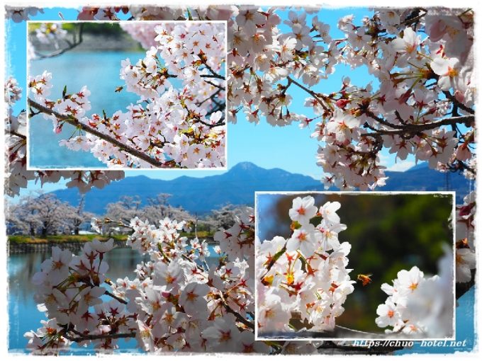 千曲市桜の名所治田公園治田神社冠着山