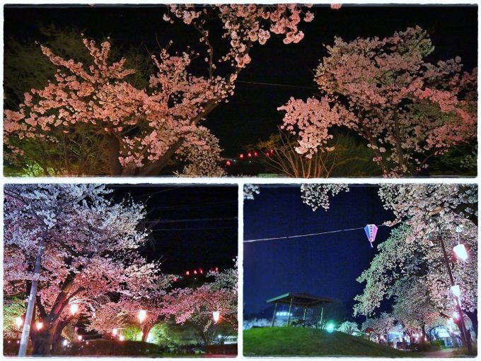戸倉上山田温泉中央公園夜桜満開