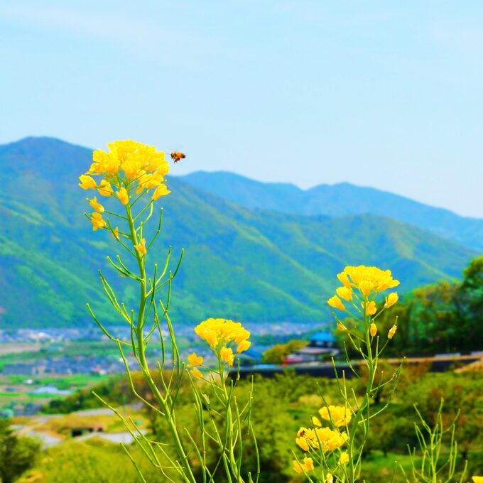 千曲市姨捨の棚田お田植え